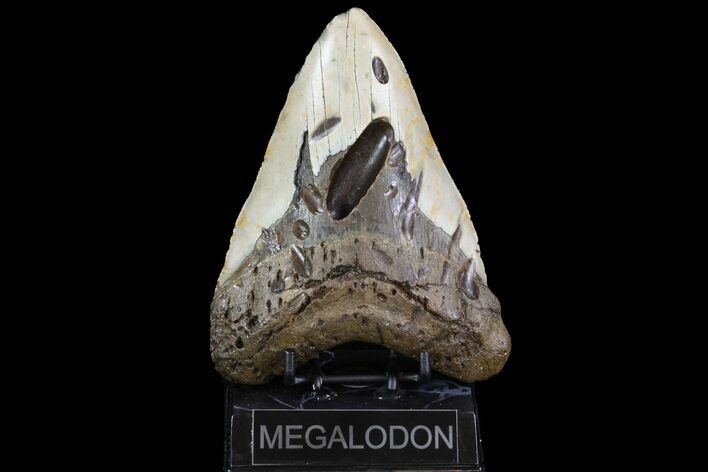 Huge, Fossil Megalodon Tooth - North Carolina #75506